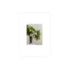 Blomsterspinn