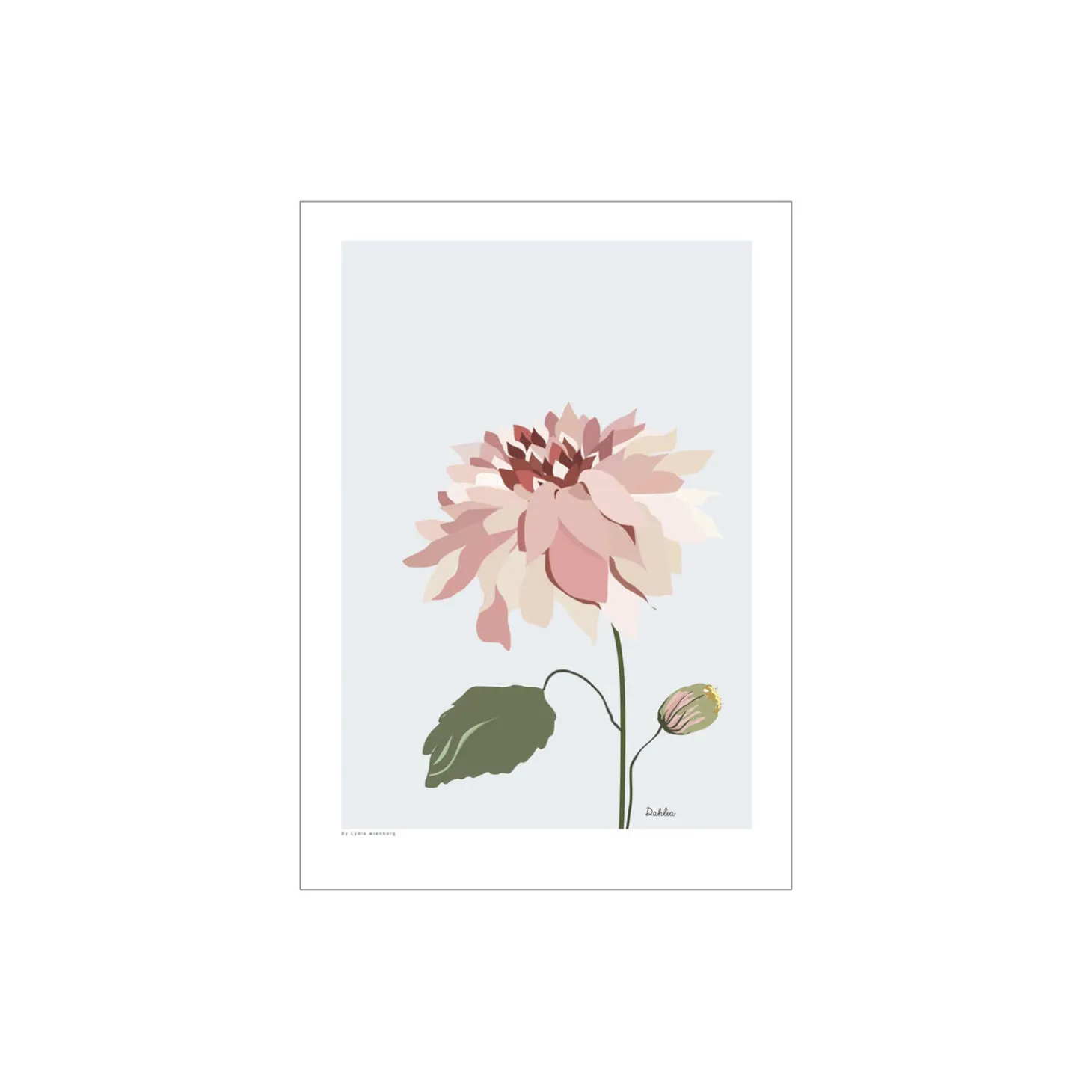 Dahlia