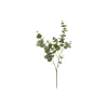 EUKALYPTUS KLOKKE-GREN, grønn