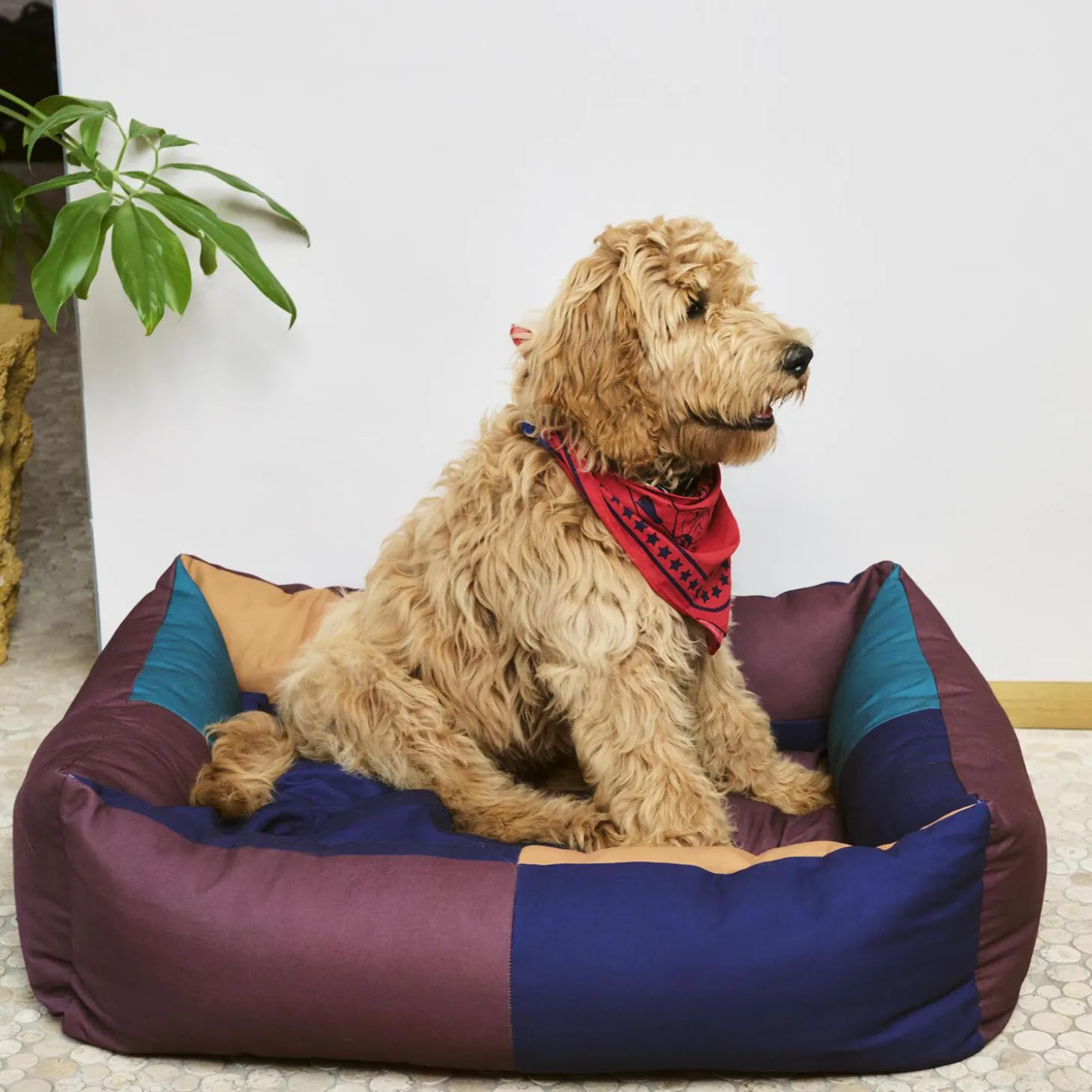 HAY Dogs Seng, burgundy/green