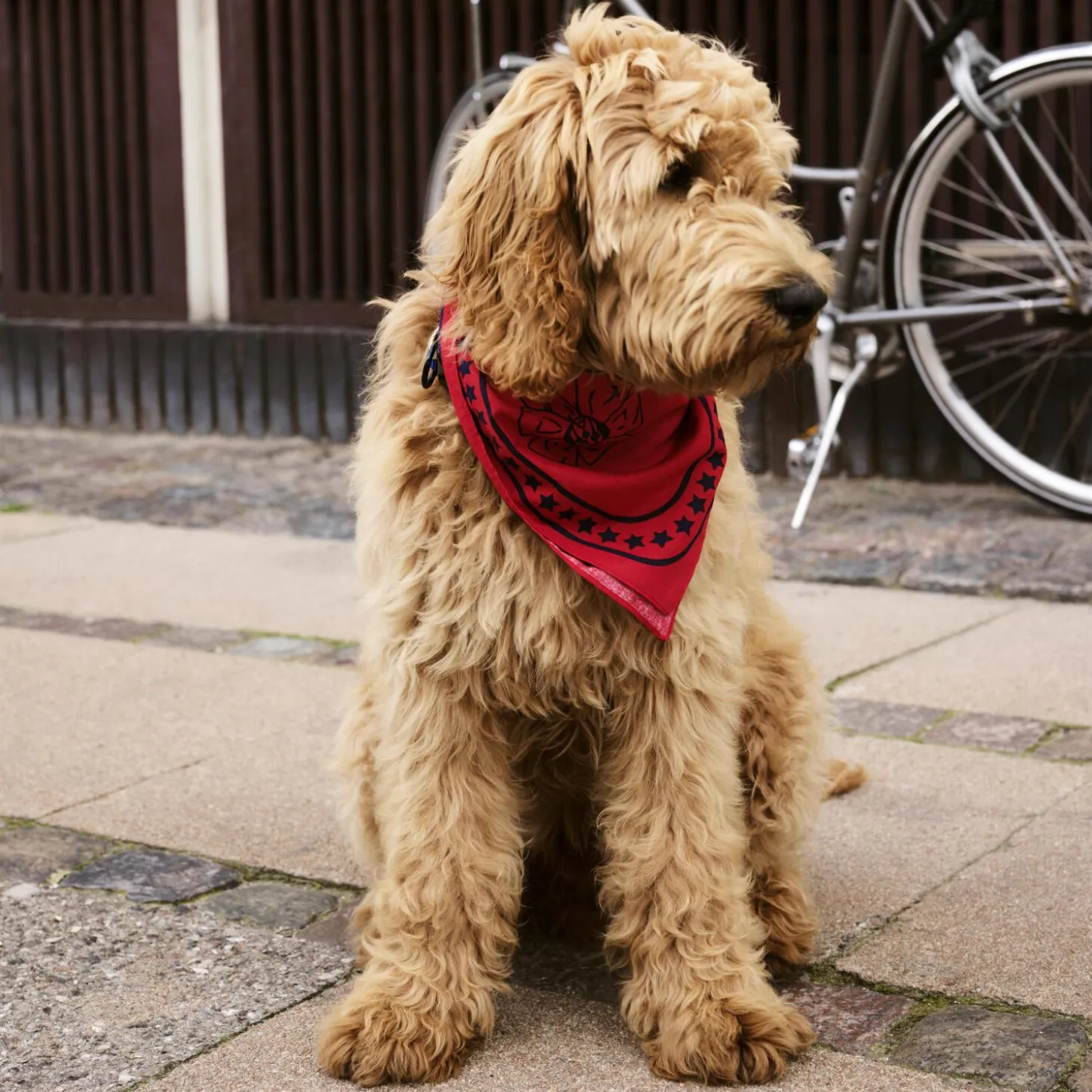 HAY Dogs Skjerf, red