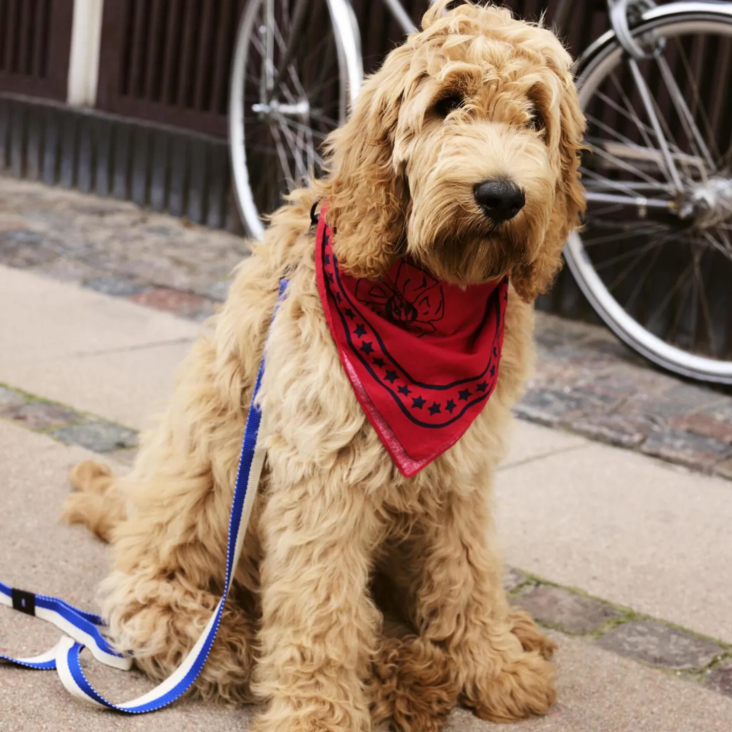 HAY Hundebånd, blue/off-white
