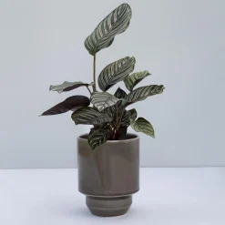 Hoff GLAZED Ø 21 cm potte, pearl grey