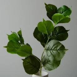 Hydrangea blader, grønn