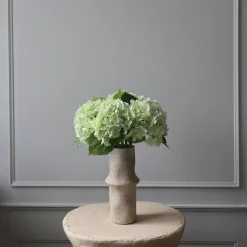 Hydrangea blomst, lysegrønn