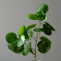 Plum Aralia blader, grønn