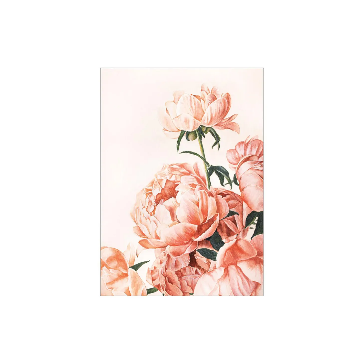 Rosa peoner