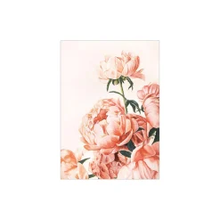 Rosa peoner