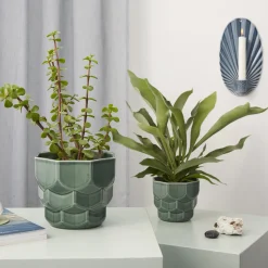 Samsurium Flowerpot, spruce