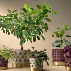 Trio Drop urtepotte liten